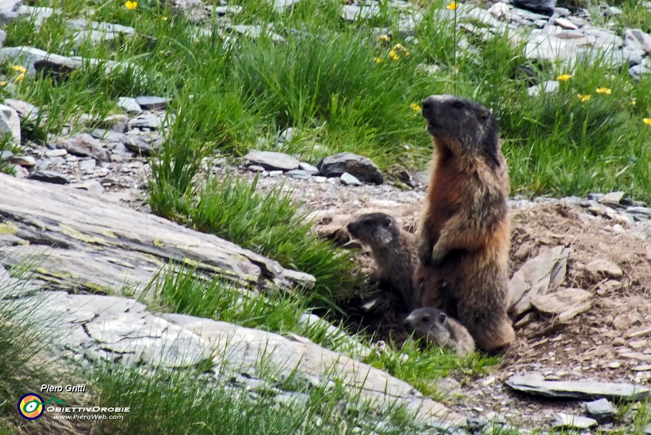 91 Mamma marmotta conn i piccoli....JPG